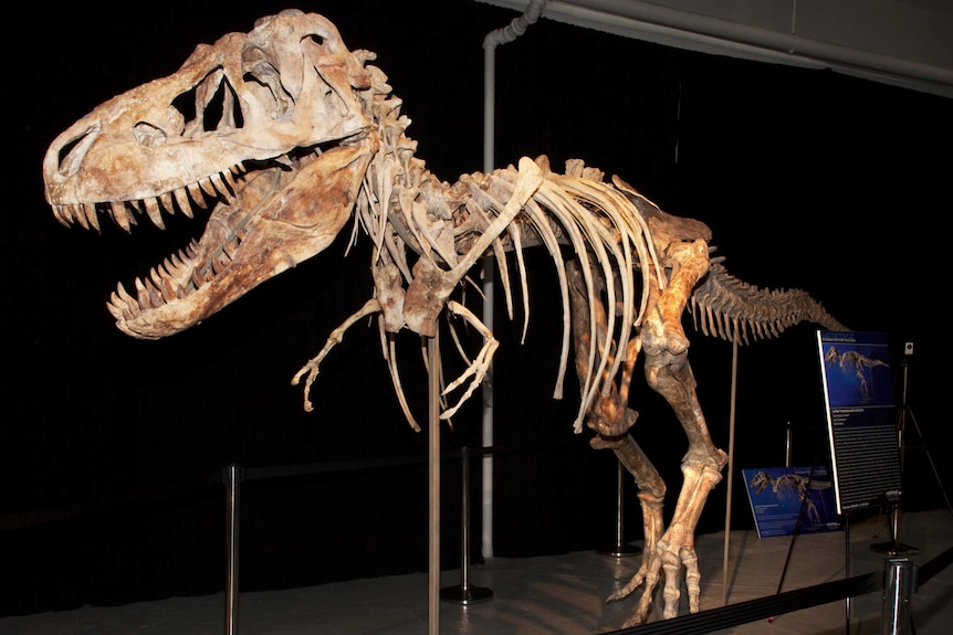 Nearly complete Tyrannosaurus bataar skeleton.