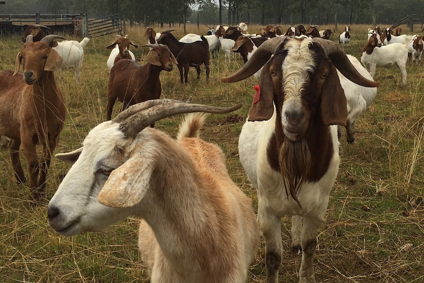 A boer goat herd in Queensland
