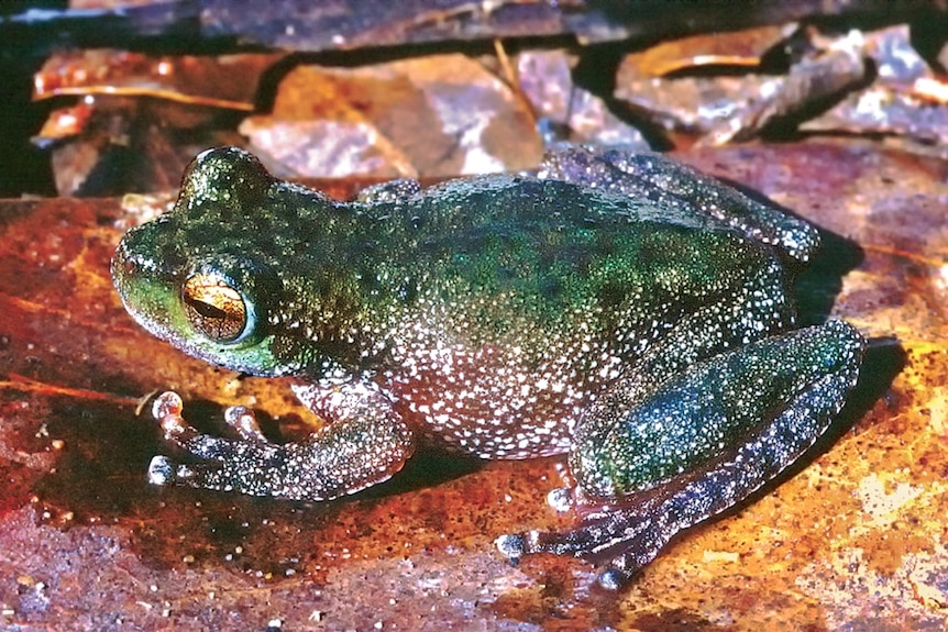 A close-up image of a green frog on a rock.
