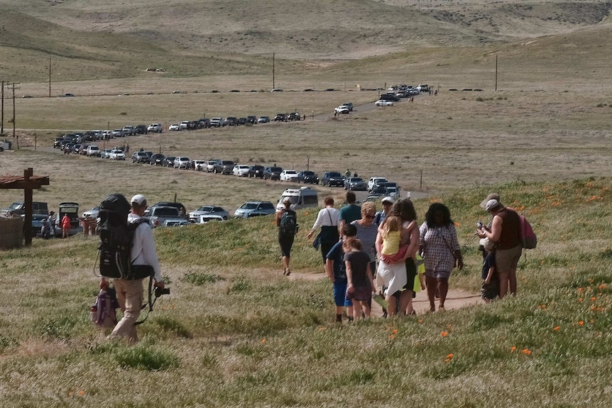 Tourists and cars line up to visit the spectacle of flowers in the California desert