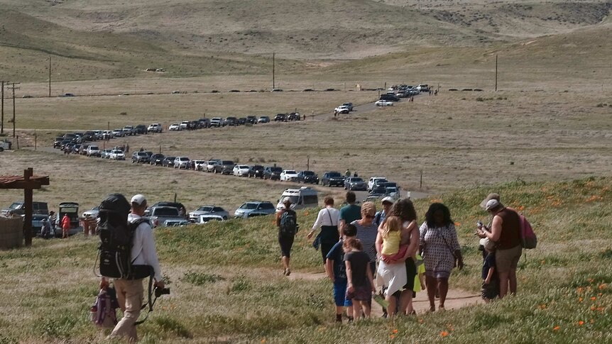 Tourists and cars line up to visit the spectacle of flowers in the California desert