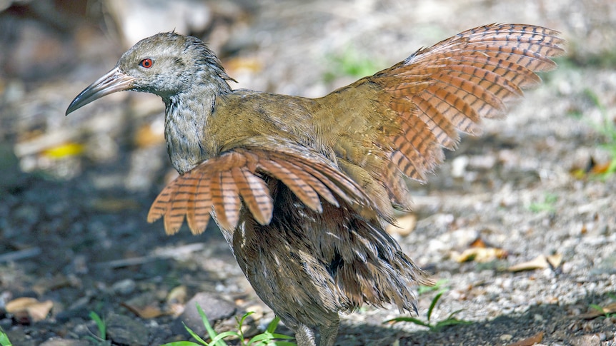 A medium sized brown bird on the ground, with its wings extended.