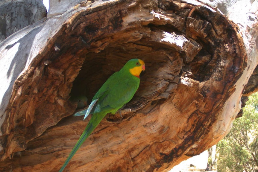 A male superb parrot in a nesting hollow, with a female visible in the background.