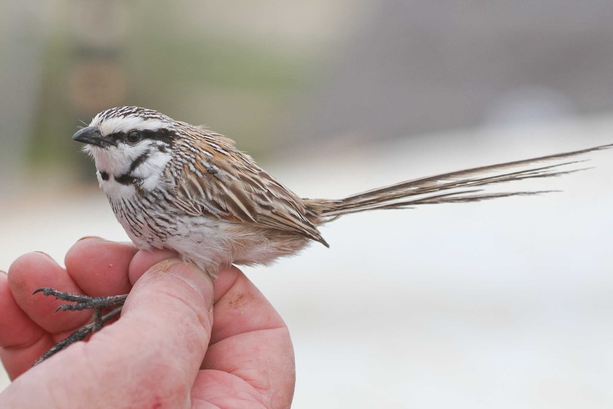 Grey Grasswren bird