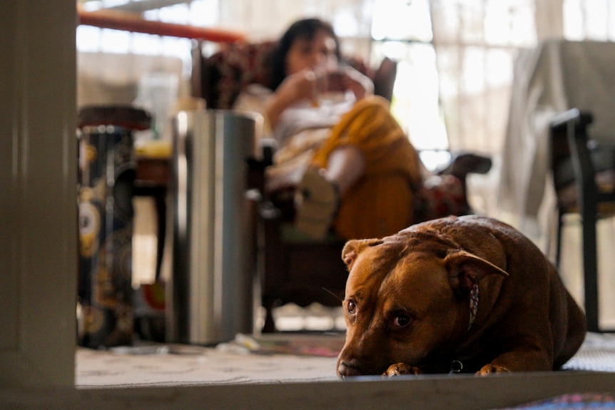 Close up of a dog sitting on the floor lookng centre. A woman sits in a chair behind