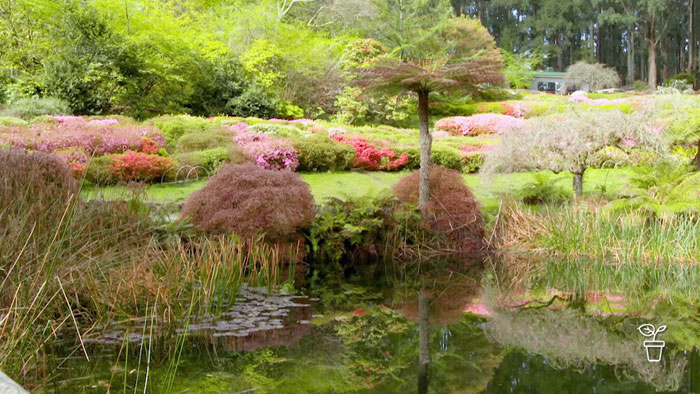 A Mountain of Colour - Rhododendrons - Gardening Australia