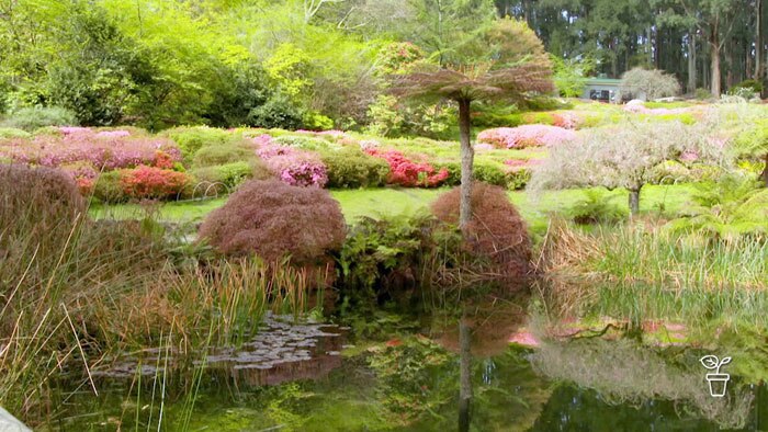 Pond in large garden filled with colourful foliaged plants