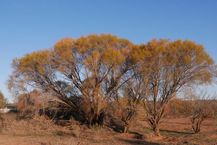 Several Nelia (Acacia Loderia) trees, a species of Acacia native to Australia, on the outskirts of Broken Hill