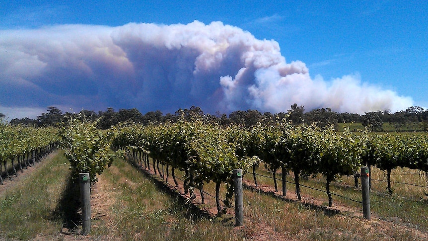 Smoke from a large bushfire fills the sky over vineyards near Margaret River.