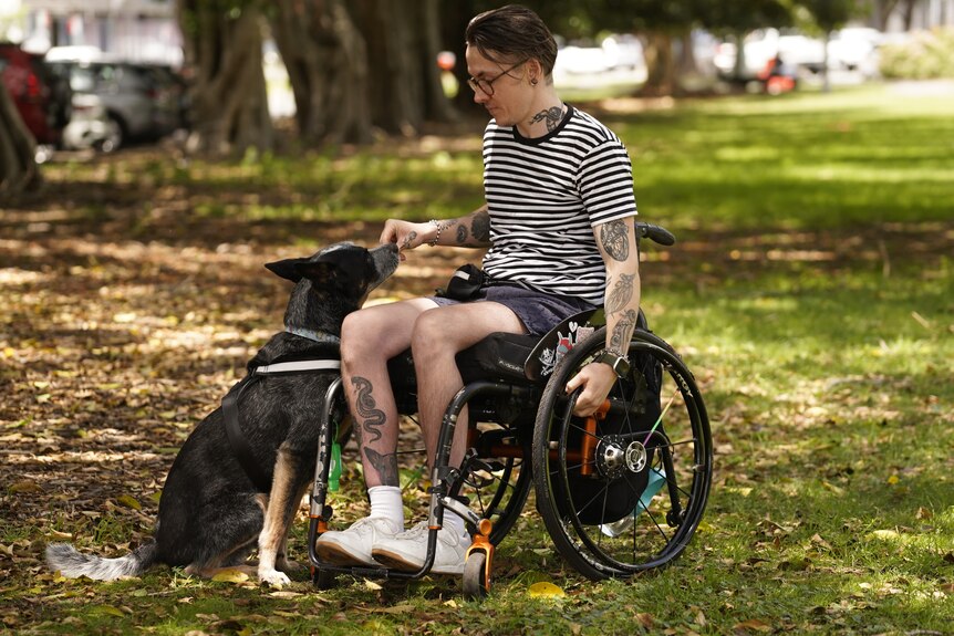 A man in a wheelchair feeds a treat to his assistance dog