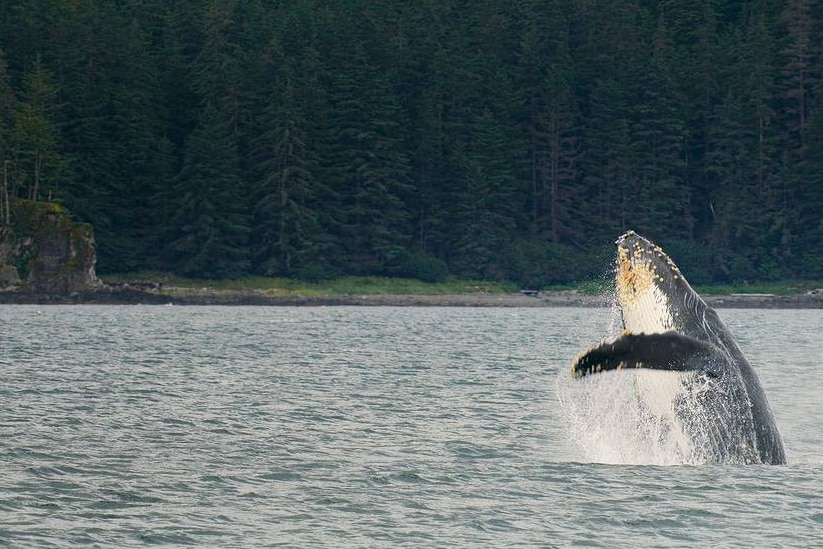 A film still of a whale emerging from the sea from The Year Earth Changed