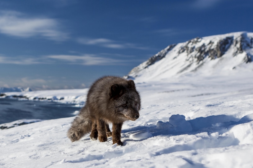 An Arctic fox walks through the snow.