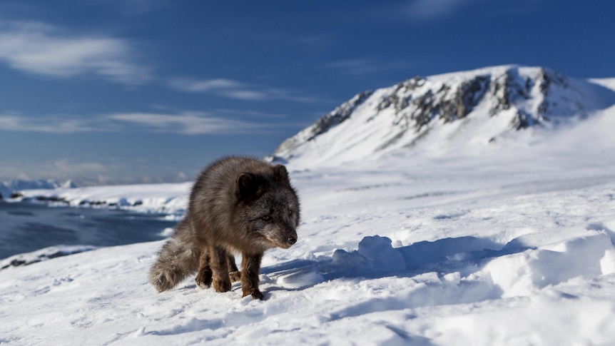 An Arctic fox walks through the snow.