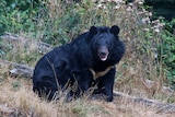 An Asian black bear at an unknown location.