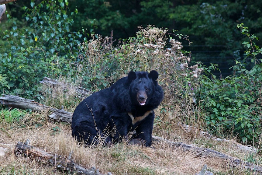 An Asian black bear at an unknown location.