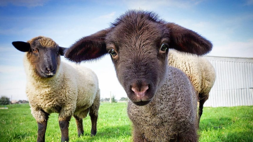 Cute lambs at Cooma, NSW.