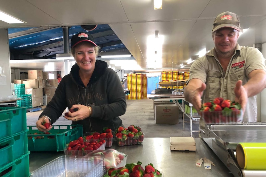 The pair smile at the camera while packing strawberries.