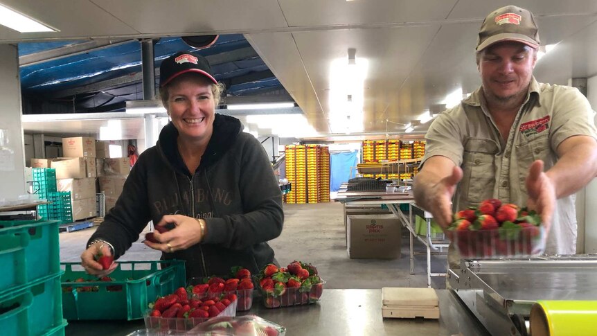 Man and woman stand in packing shed putting strawberries into punnets, they are smiling.
