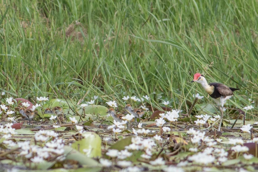 A male Jacana and chicks walking on vegetation in a dam.