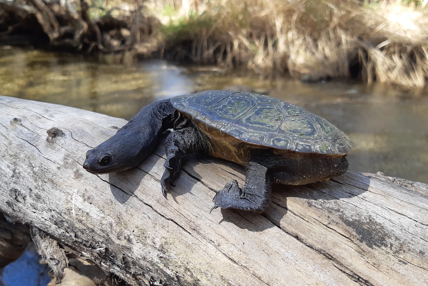 A turtle with a long neck is perched on a log next to a river
