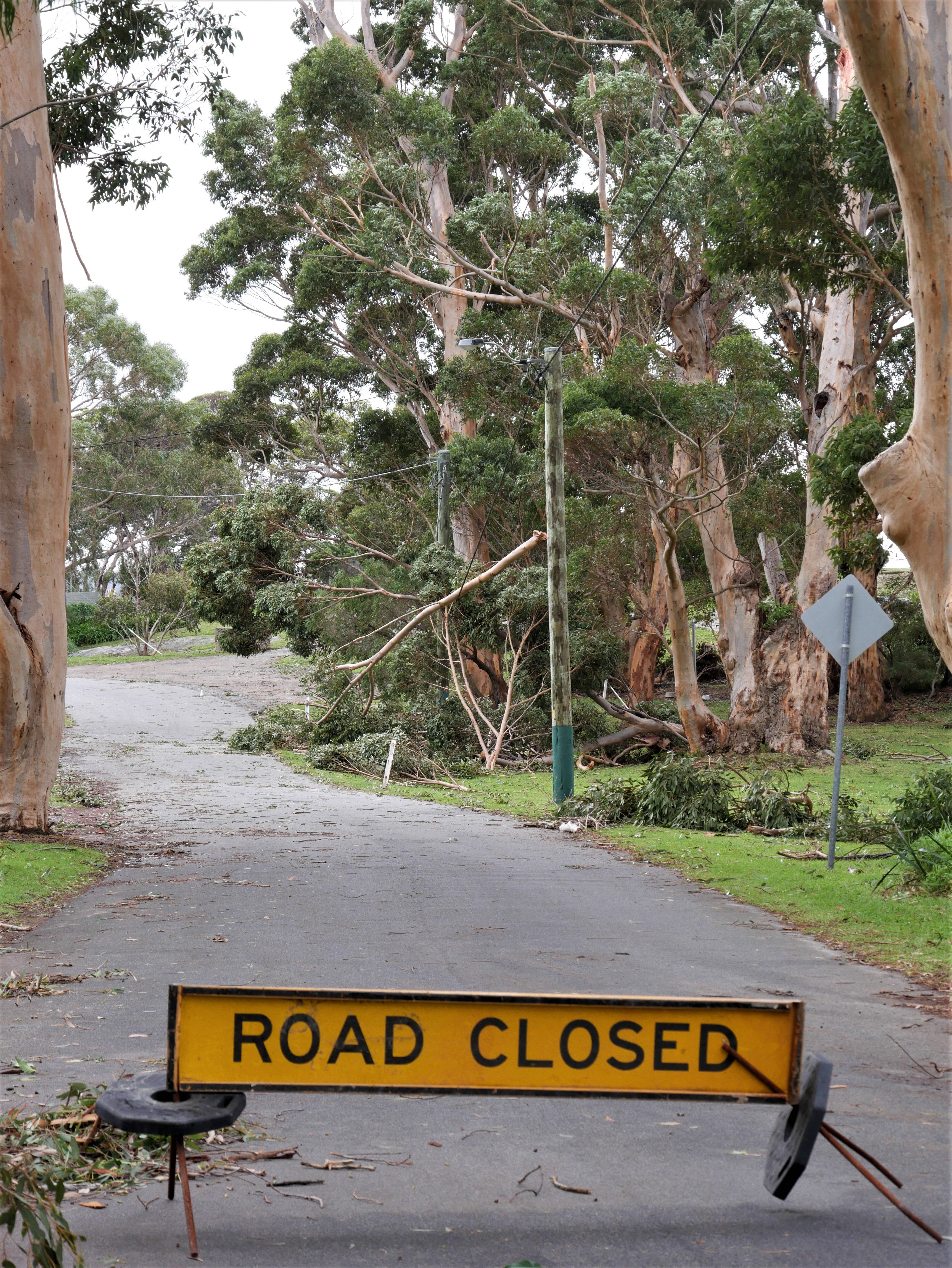 A tree across powerlines in Little Grove.
