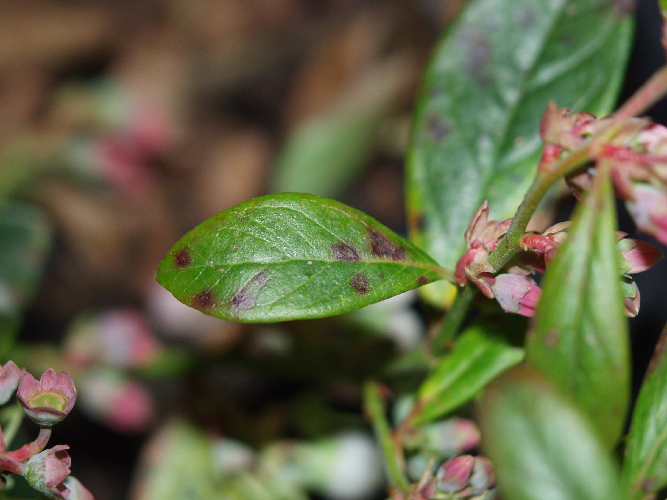 A blueberry plant affected by blueberry rust