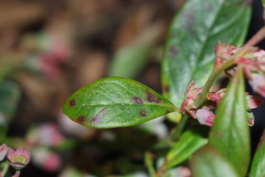 A blueberry plant affected by blueberry rust