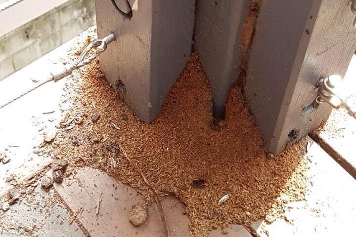 Wooden shavings lay underneath two holes in a timber post