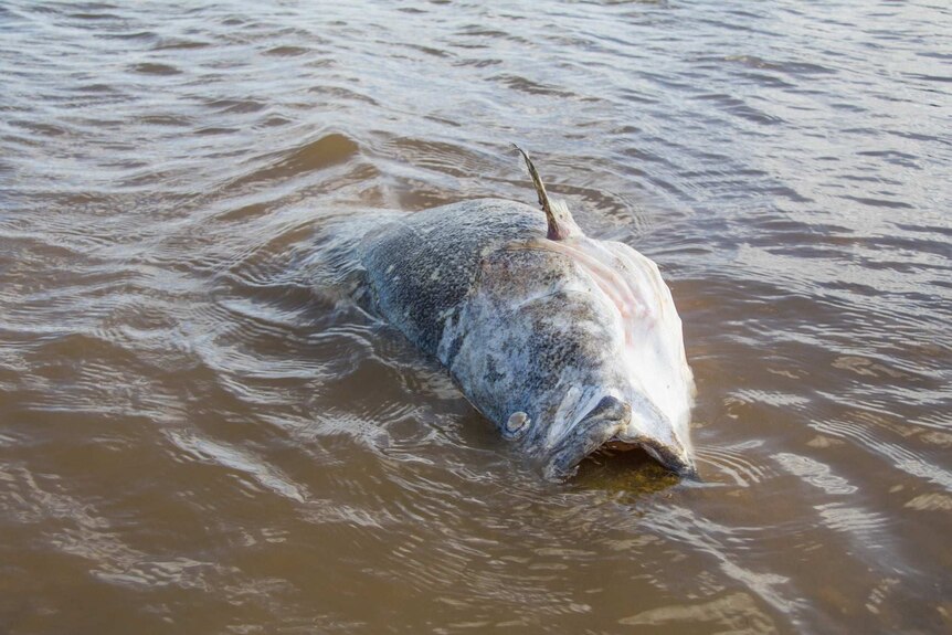 Large dead cod fish with gaping mouth floating in muddy waters