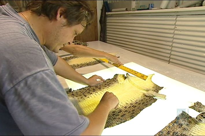 A man leaning over a crocodile skin on a table, measuring with a ruler.