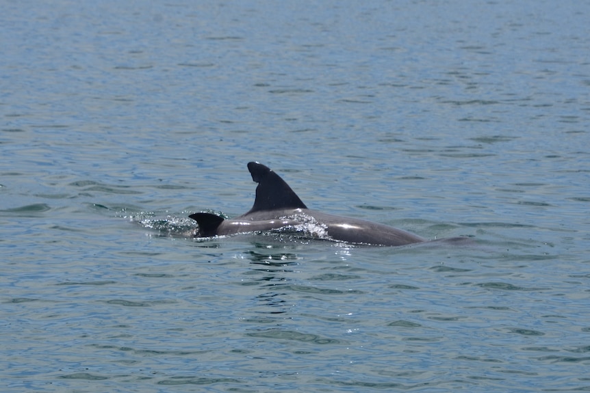 Dolphin Hunter with calf Ambush in waters off the Bunbury coast.