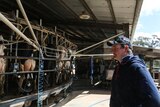 Central north Victorian dairy farmer Tom Acocks looking out at his dairy cows being milked.
