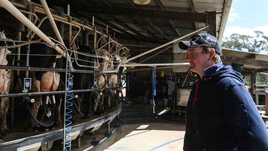 Central north Victorian dairy farmer Tom Acocks looking out at his dairy cows being milked.