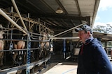 Central north Victorian dairy farmer Tom Acocks looking out at his dairy cows being milked.