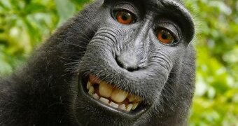 Female Celebes crested macaque takes a self portrait