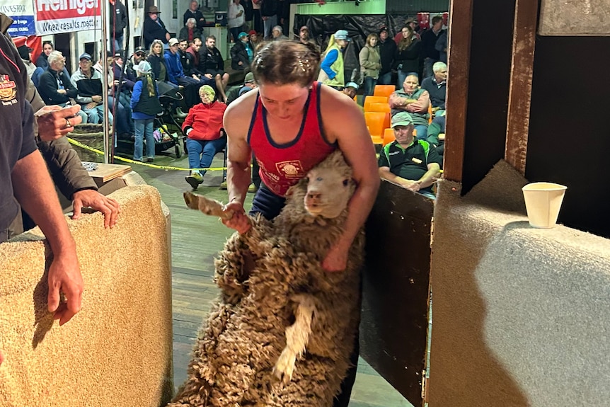 A woman pulls a sheep out of a race, ready to shear.