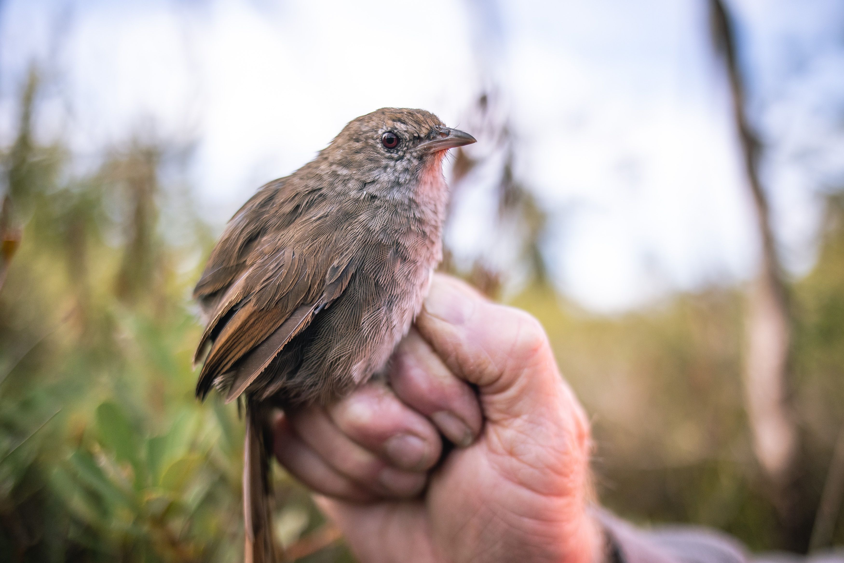 A small brown bird sits on a man's hand.