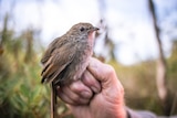 A small brown bird sits on a man's hand.