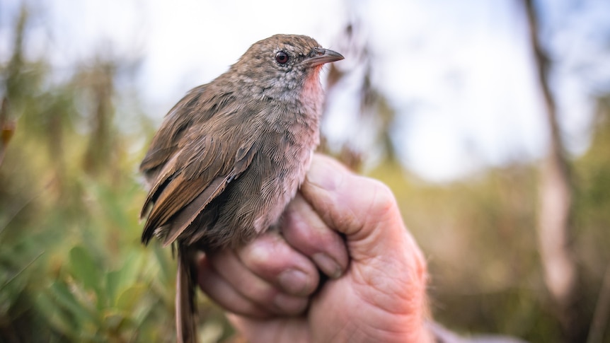 A small brown bird sits on a man's hand.