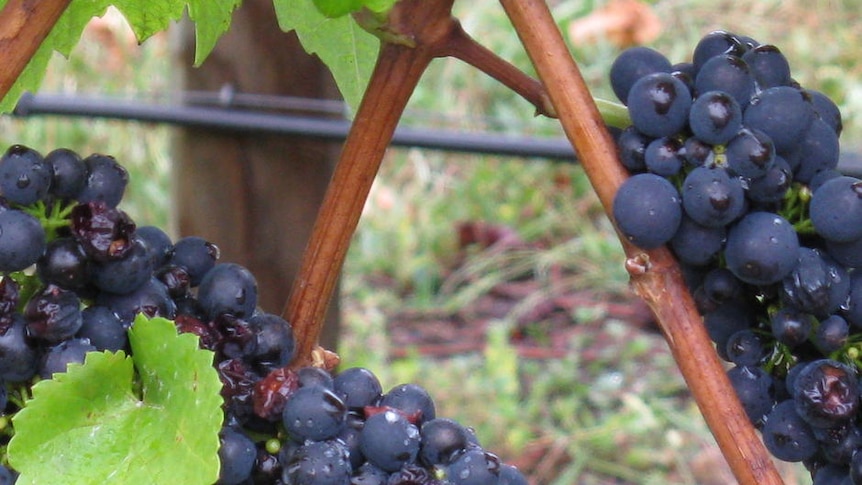 Ten percent of South Australian grape growers have problems getting paid