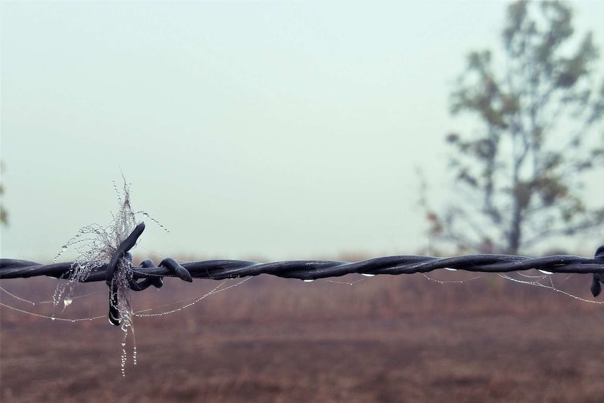Close up of barbed wire coated with dew but a bleak brown backdrop