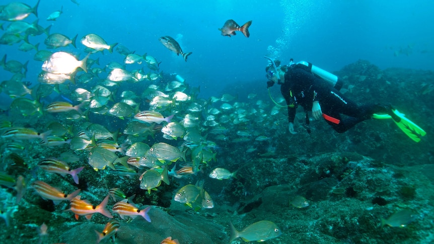 Underwater photo of a scuba diver following a school of orange and silver fishes