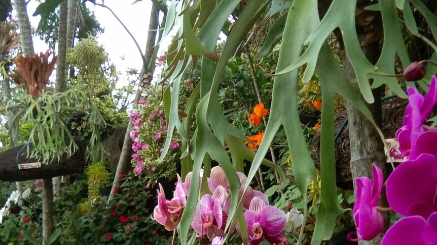 Berbagai jenis bunga yang digunakan Nyoman dalam taman kreasinya.