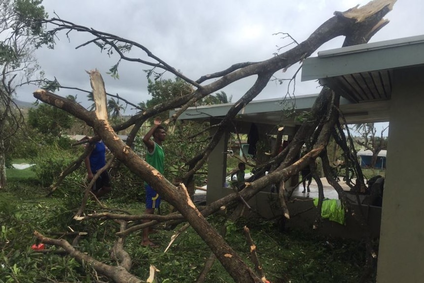Fallen trees discovered in the aftermath of Tropical Cyclone Winston