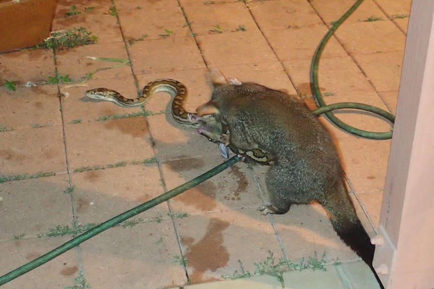 A mother possum trying to wrestle its baby free from grasp of a python