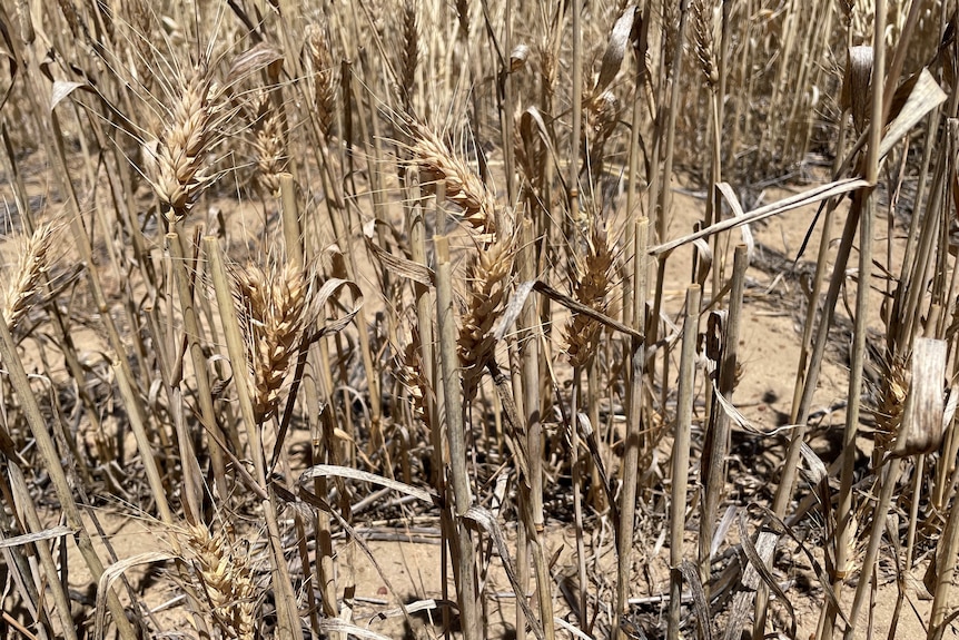 Stalks of brown wheat stand in a paddock