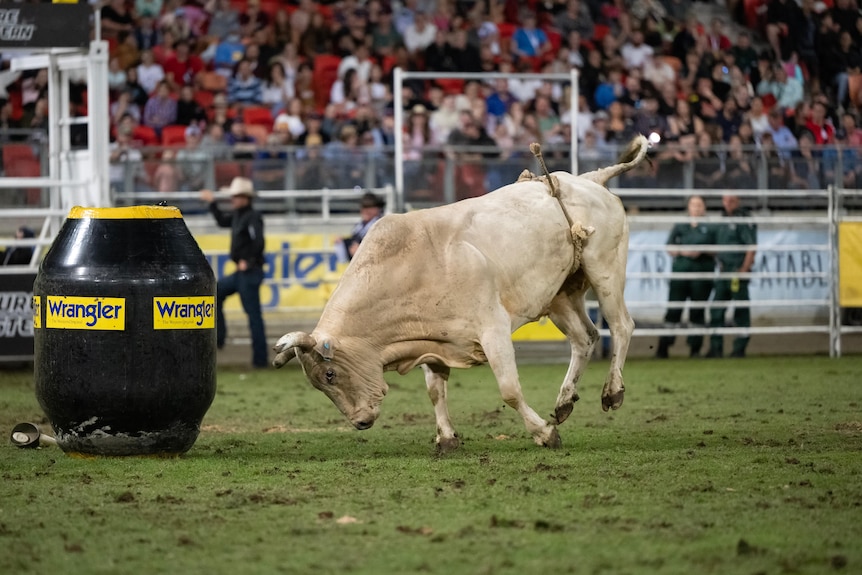 Bull charging at barrel in rodeo arena