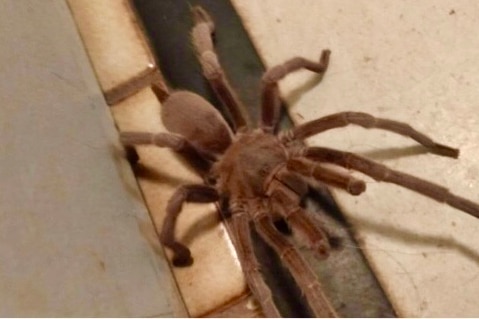 big brown hairy spider with massive back abdomen