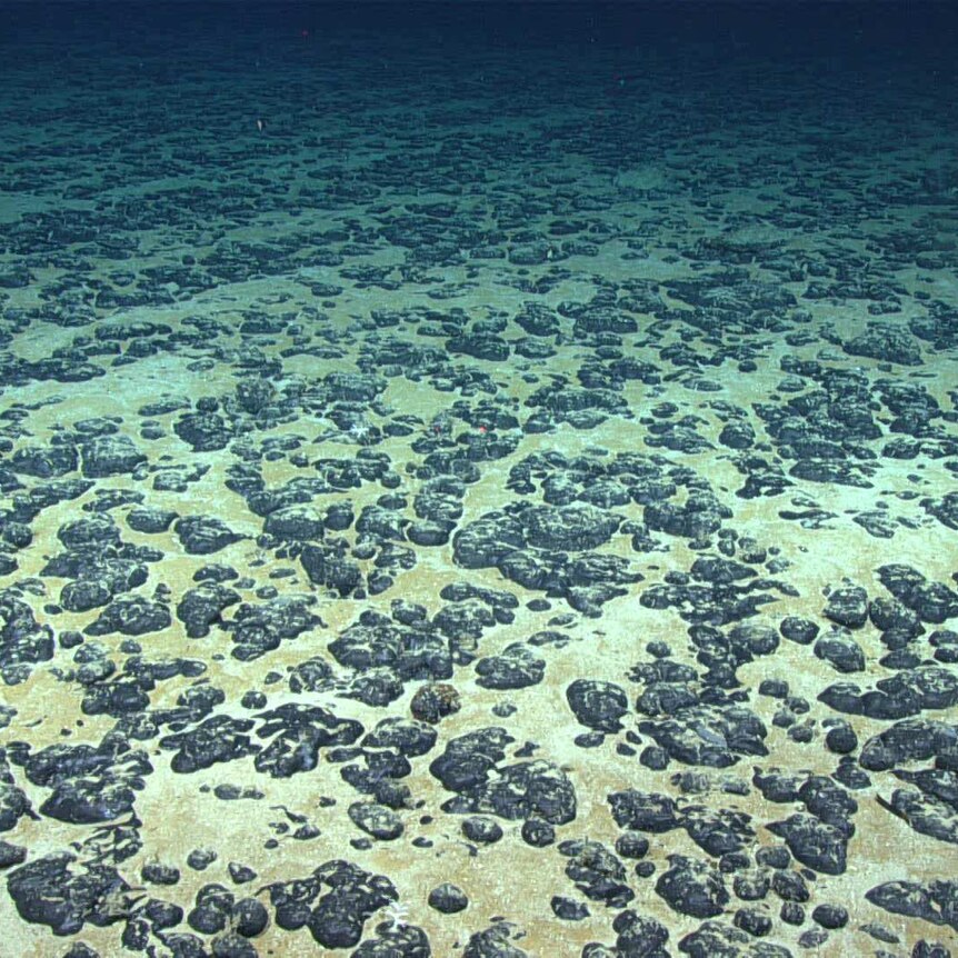 A flat sandy plain in the deep sea is covered with black nodules that look like rocks