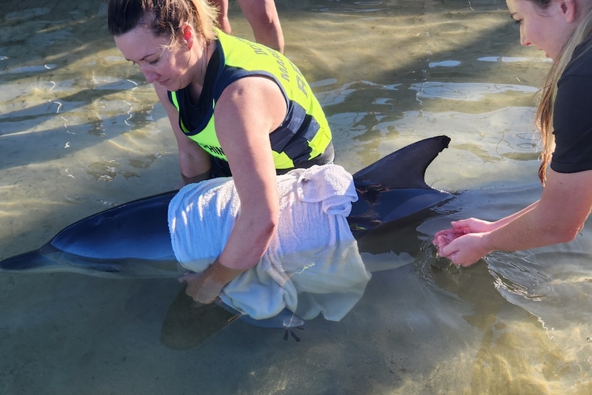 Woman wraps towel around dolphin 